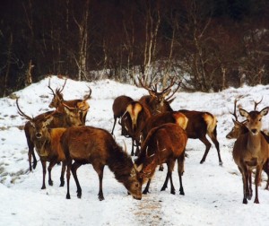 W Lochaber stags